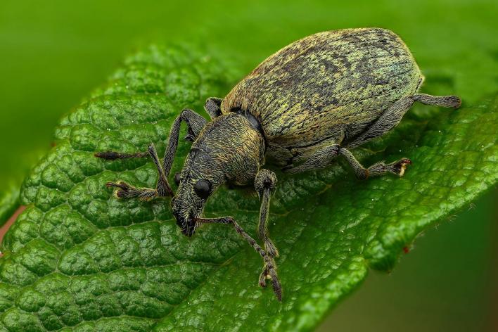 Защита сада от яблоневого цветоеда долгоносика