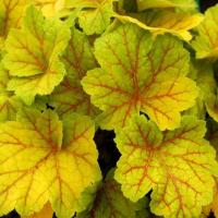 Гейхера Электра