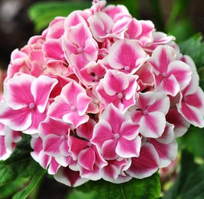 Гортензия крупнолистная Camilla (Камилла)