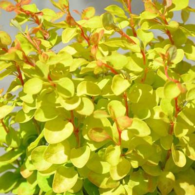 Барбарис Саммер Сансет