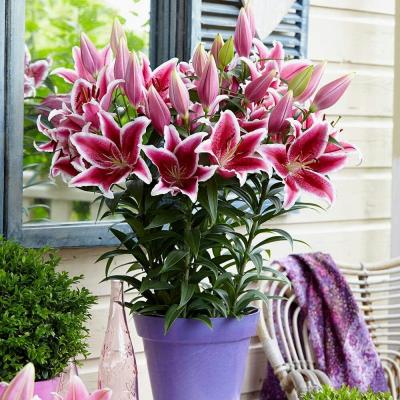 Стар Романс