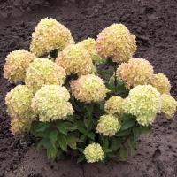 Гортензия Литл Лайм