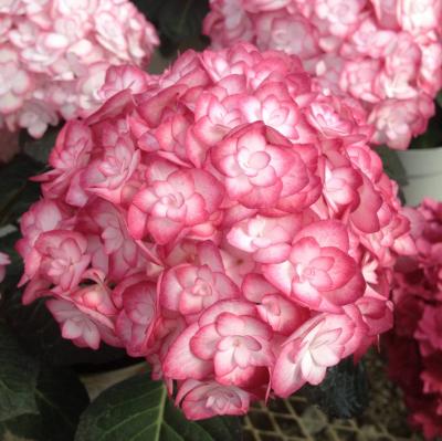 Гортензия крупнолистная You and Me Miss Saori (Ю Энд Ми Мисс Саори)