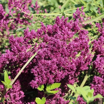 Шалфей (сальвия) дубравный Швелленбург