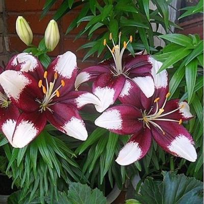 Тайни Пэдхай