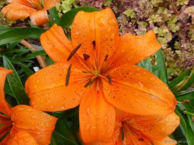 Тайни Хироус