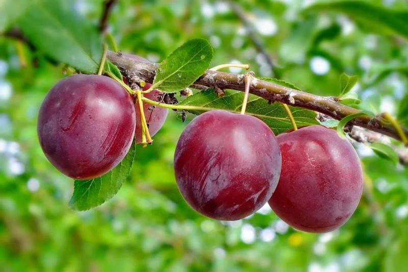 Слива. Посадка и уход