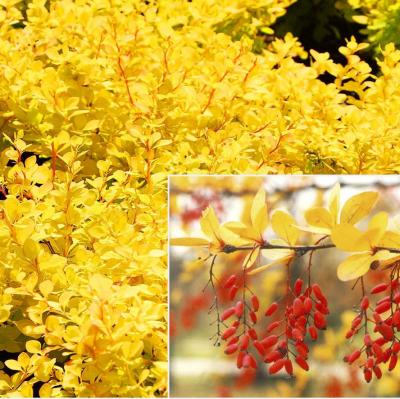 Барбарис Ауреа