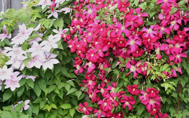 Как и куда правильно садить клематисы