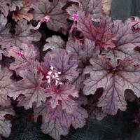 Плам Каскад