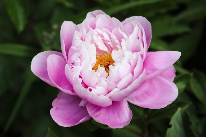 Пион - посадка, выращивание и уход