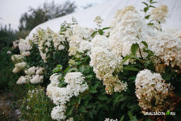 Гортензия метельчатая