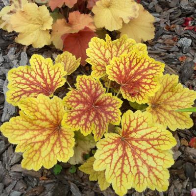 Ред Лайтинг