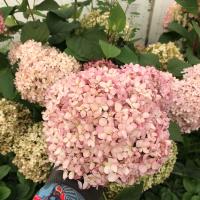 Мэджикал Пинкербелл (MAGICAL PINKERBELL)