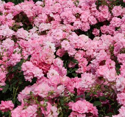 Роза почвопокровная Фейри (Rosa The Fairy)