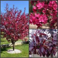 Яблоня декоративная Роялти 2 года