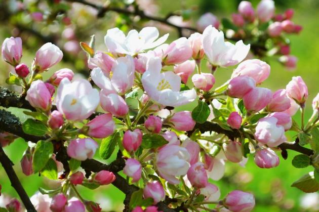 Почему яблони плодоносят не каждый год