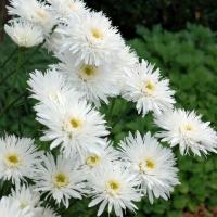 Ромашка (Нивяник) Аглая