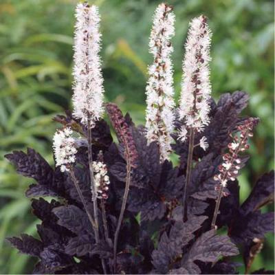 Клопогон Брюнет