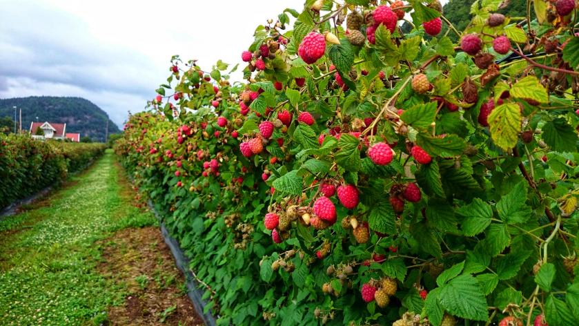 Малиновое дерево - чудо-сорт или маркетинговая сказка?
