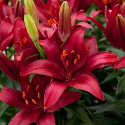 Тайни Комфорт