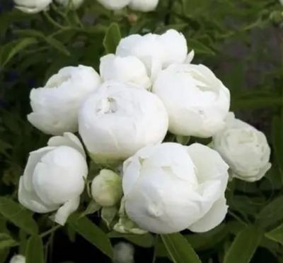 Роза миниатюрная Уайт Морсдаг (Rosa White Morsdag)