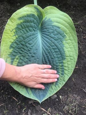 Хоста Самурай