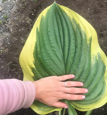 Хоста Виктория