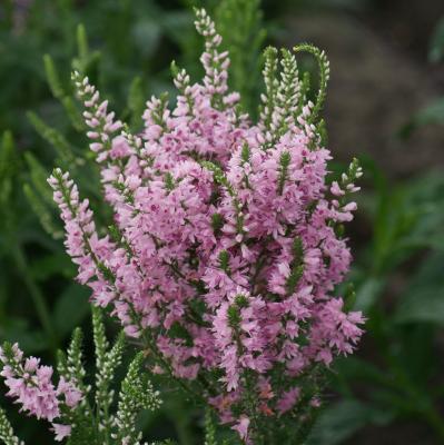 Вероника Пинк Бомб (Pink Bomb)