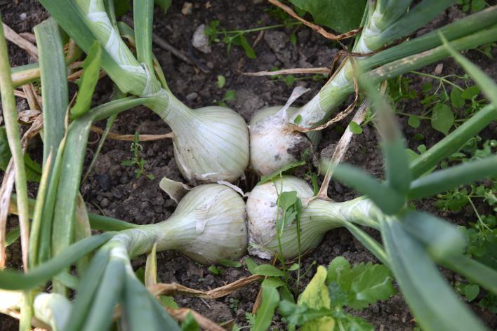 Агротехника посадки лука Семейка