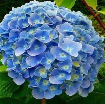 Гортензия крупнолистная Никко Блю