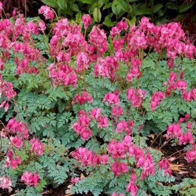 Дицентра красивая Лакшариэнт