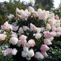 Саммер лав (Summer Love)