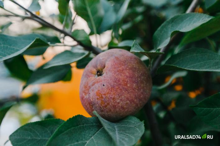Как заставить яблоню плодоносить каждый год