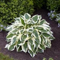 Хоста Минитмэн