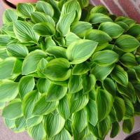 Хоста Голден Тиара