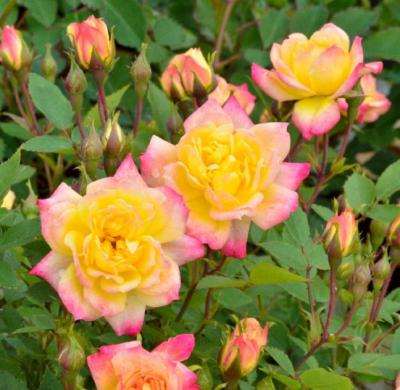 Роза миниатюрная Бэби Маскарад (Rosa Baby Masquerade)