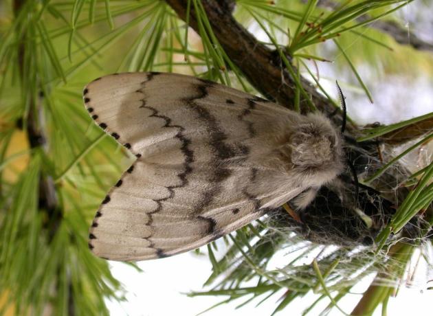 Непарный шелкопряд: методы борьбы