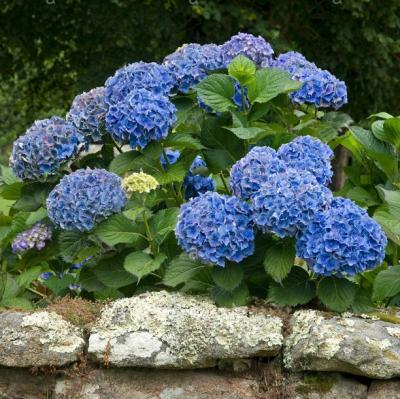 Гортензия крупнолистная Bodensee (Боденси)