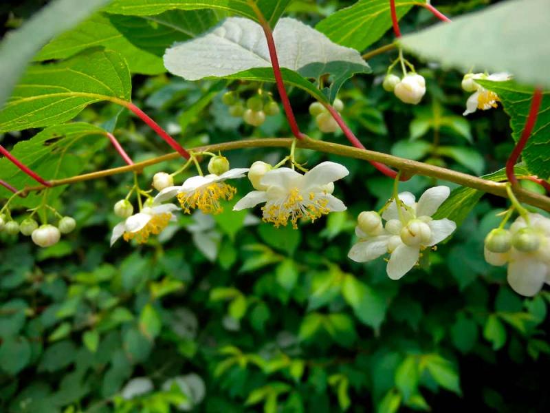 Размножение Актинидии