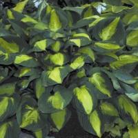 Хоста Капитан Кирк