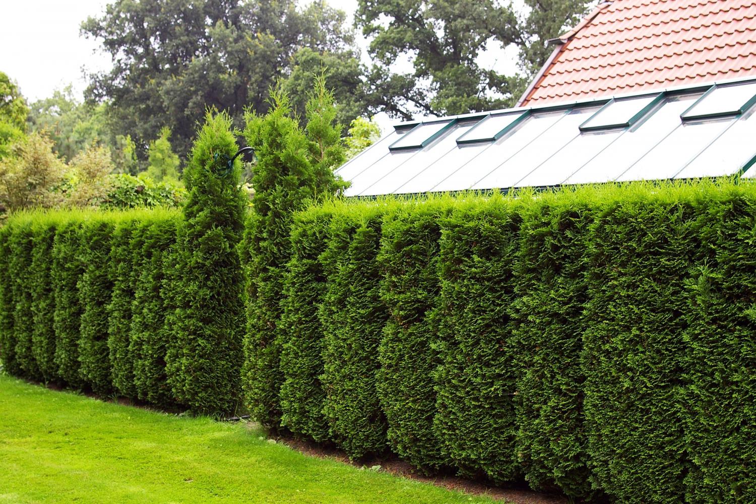 Изгородь из туи: 4 лучших сорта Изгородь из туи: 4 лучших сорта