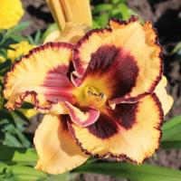 Лилейник Оупен май Айс