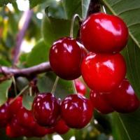 Вишня Десертная Морозовой