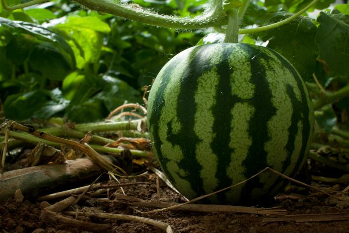 Выращивание и уход за арбузом
