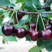 Вишня Морозовка