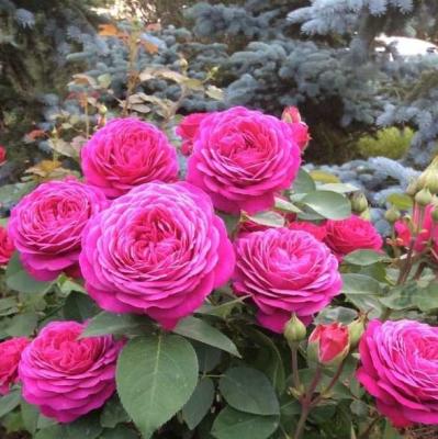 Роза флорибунда Хайди Клум (Rosa Heidi Klum)