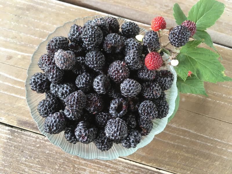 Черная малина. Посадка и уход