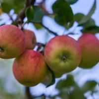 Память Жаворонкова