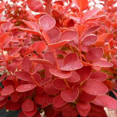 Барбарис Оранж Альф